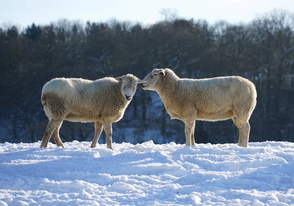 Whispering Sheep Background View — Stock Photo, Image