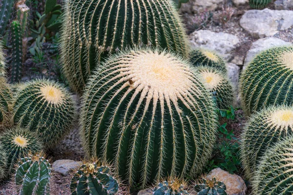 Natural Background Prickly Green Cactus — Stock Photo, Image