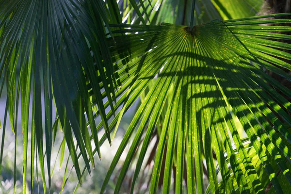 Naturlig Bakgrund Med Fläkt Palm Lämnar Ljus Solig Sommardag — Stockfoto