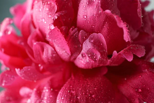 Beautiful Pink Peony Flower Water Drops Dark Background Closeup — Foto de Stock