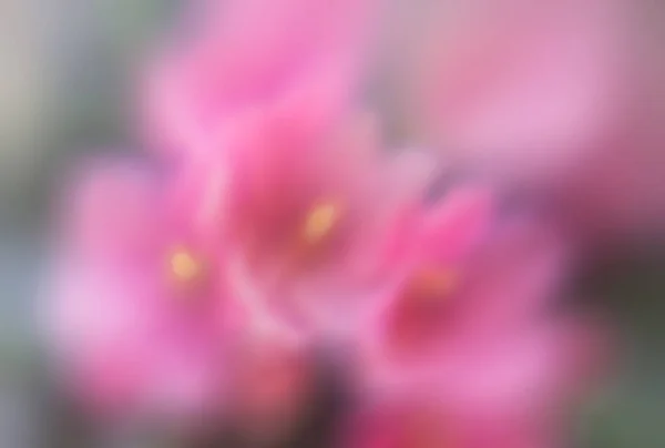 Krásné Kvetoucí Květiny Letní Čas — Stock fotografie