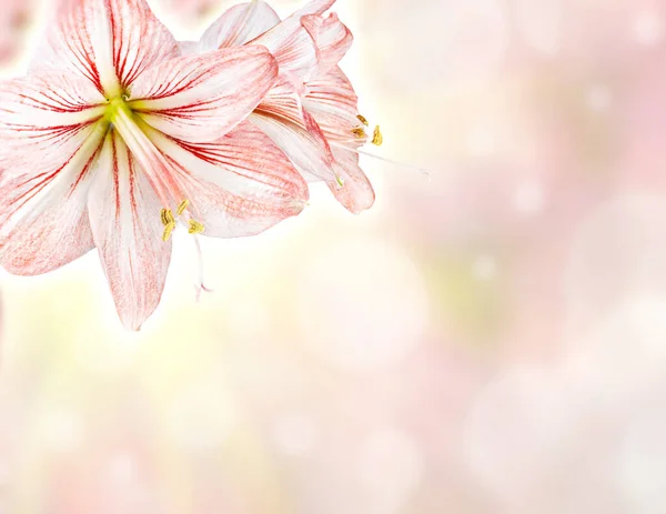 Beautiful Amaryllis Abstract Floral Background — Stock Photo, Image