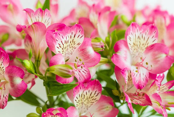 Belles Fleurs Fleurs Heure Été — Photo