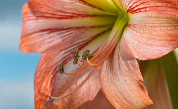 Цветы Amarilis Фоне Неба — стоковое фото