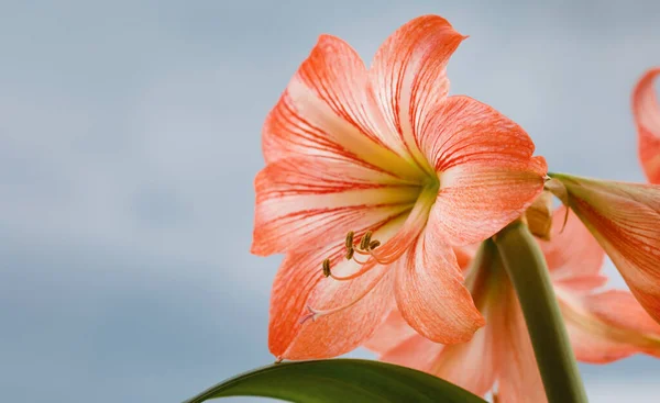 Amarilis Flores Contra Fondo Del Cielo —  Fotos de Stock