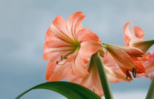 Amarilis Çiçek Gökyüzü Arka Plan — Stok fotoğraf