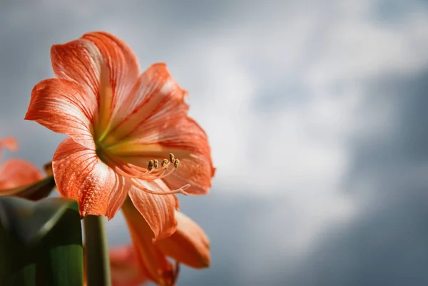 Amarilis Çiçek Gökyüzü Arka Plan — Stok fotoğraf
