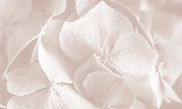 Hortensia Hortensia Bloemen Achtergrond — Stockfoto