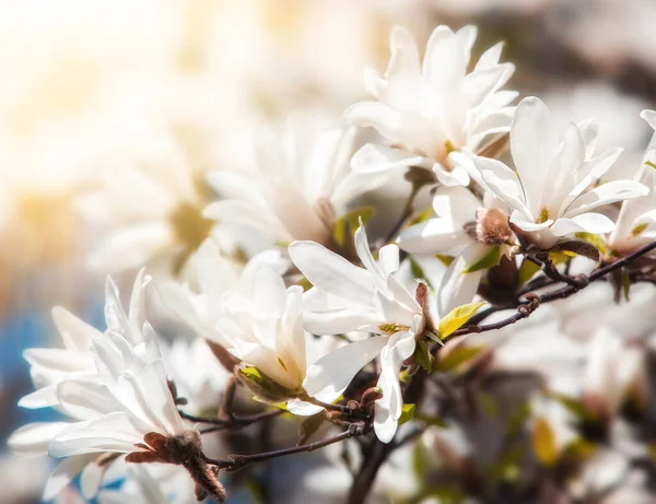 Schöne Blühende Magnolienblüten Florales Konzept — Stockfoto