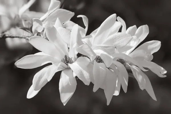 Hermosas Flores Magnolia Blanca Primavera — Foto de Stock