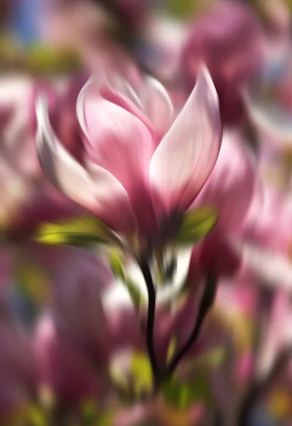 아름다운 목부용 꽃무늬 — 스톡 사진