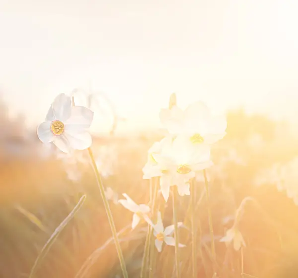 Tal Der Narzissen Schöne Florale Hintergrund — Stockfoto