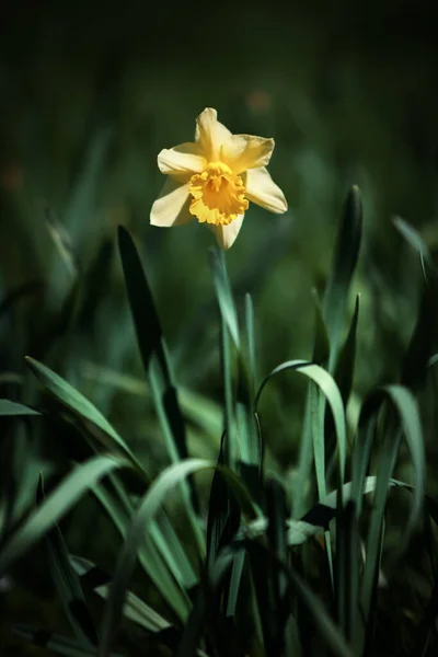 Zblízka Pohled Krásné Kvetoucí Květiny — Stock fotografie