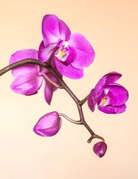 Flores Roxas Bonitas Orquídea Florescer — Fotografia de Stock