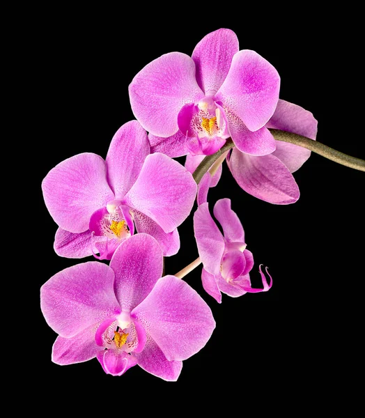 Belas Flores Orquídeas Roxas Pétalas Violetas — Fotografia de Stock