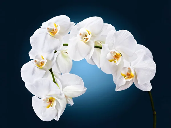 Ανθίζουν Λουλούδια Ορχιδέας Φρέσκα Πέταλα Λουλουδιών — Φωτογραφία Αρχείου