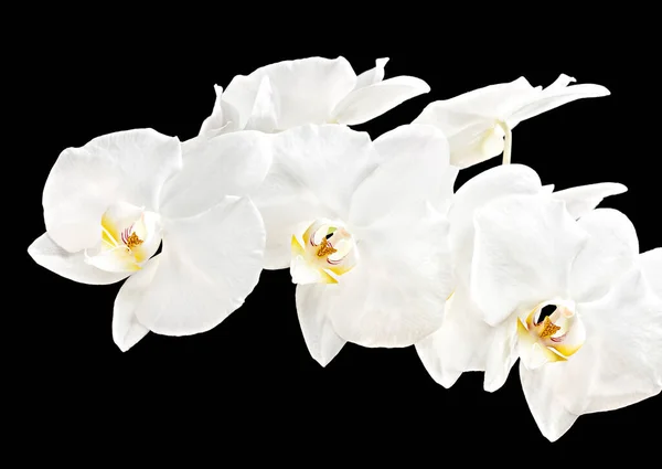 Λευκές Ορχιδέες Ανθίζουν Λουλούδια Πέταλα — Φωτογραφία Αρχείου