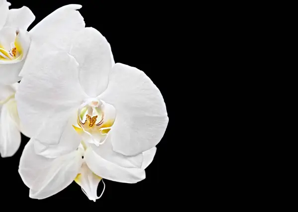White Phalaenopsis Beautiful Floral Background — Stock Photo, Image