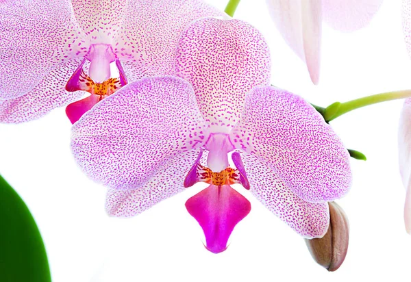 Blooming Violet Orchid Flowers Purple Petals — Stock Photo, Image