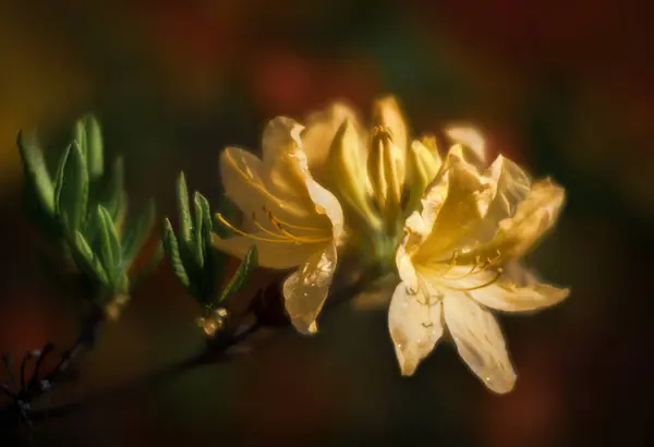 Close Uitzicht Mooie Bloeiende Bloemen — Stockfoto