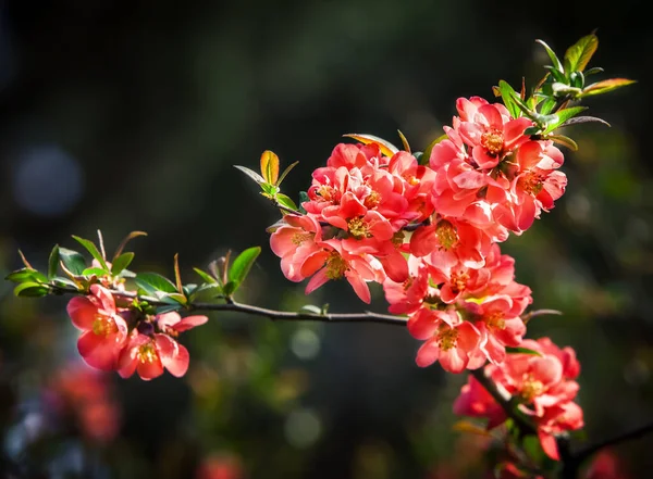 Kırmızı Çiçekli Quince Arkaplan Görüntüsü — Stok fotoğraf