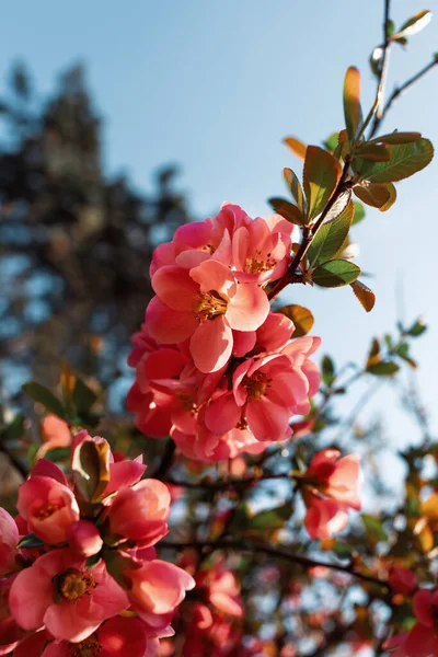 Krásné Kvetoucí Květiny Koncept Letního Času — Stock fotografie