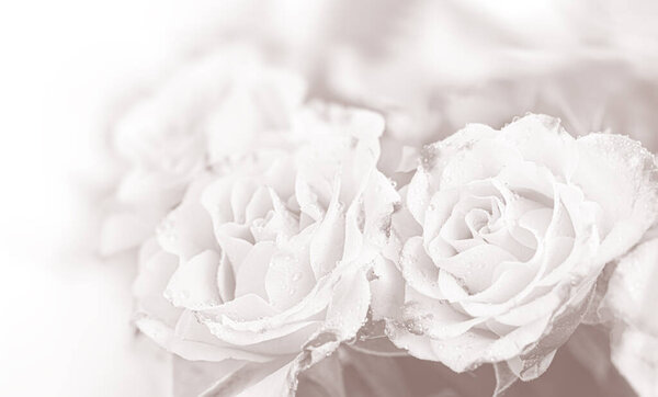 Beautiful light pink roses background