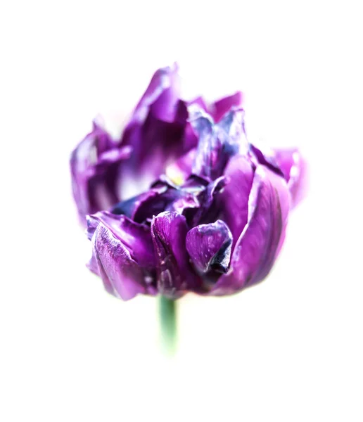 Pétales Tulipes Sèches Isolées Sur Fond Blanc — Photo