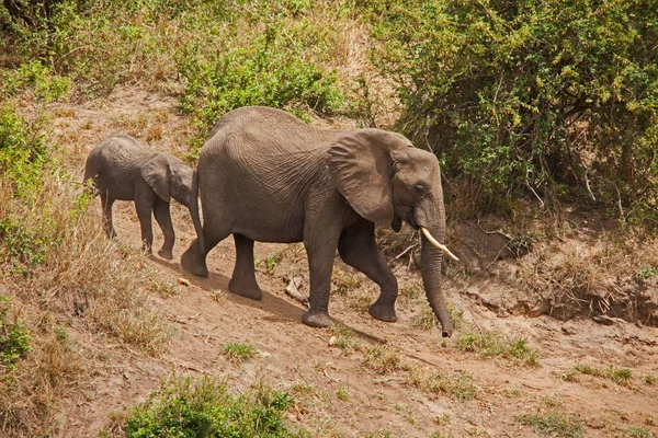Afrikanska Elefanten Loxodonta Africana Med Unga — Stockfoto