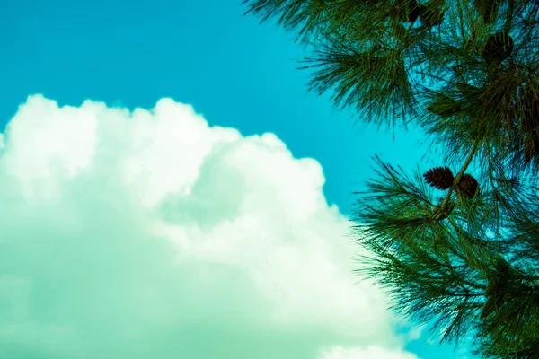 Top Crimean Pine Cloud Sky Sunny Summer Day Front View — Stock Photo, Image