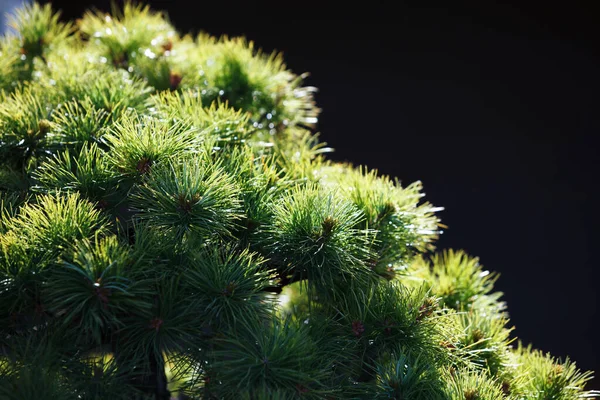 若い緑の松の枝 — ストック写真