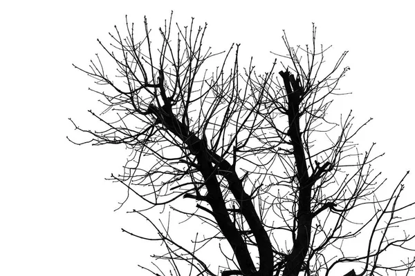 Tree Silhouette Isolated White Background — Stock Photo, Image