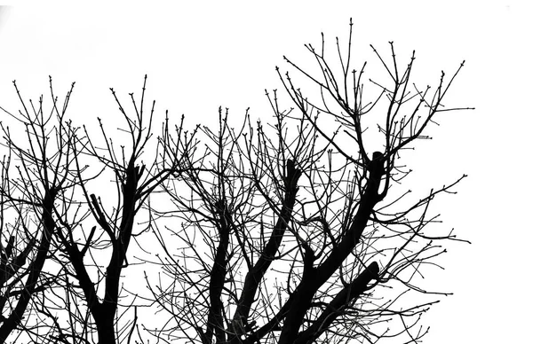 Beyaz Arkaplanda Ağaç Silueti Izole Edildi — Stok fotoğraf