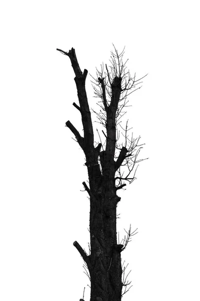独立于白色背景的树的轮廓 — 图库照片