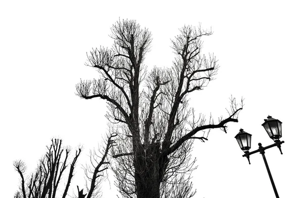 Силуэт Дерева Изолирован Белом Фоне — стоковое фото