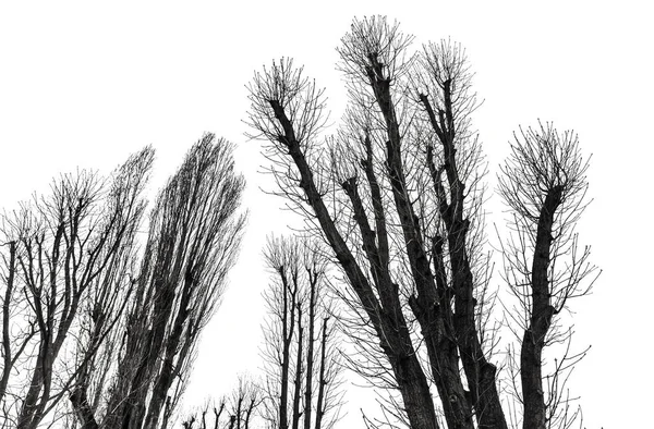 独立于白色背景的树的轮廓 — 图库照片