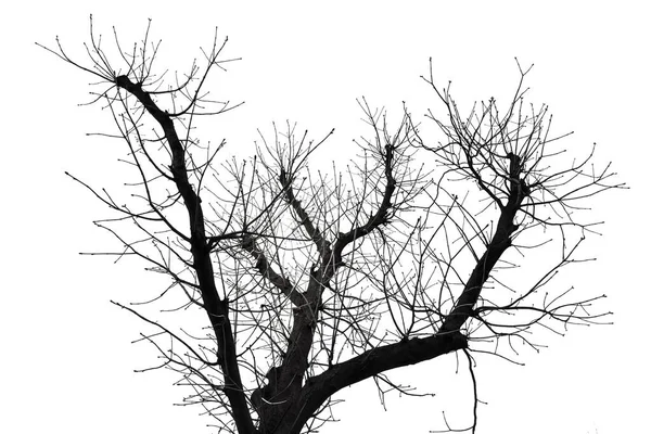 Δέντρο Σιλουέτα Απομονωμένη Λευκό Φόντο — Φωτογραφία Αρχείου