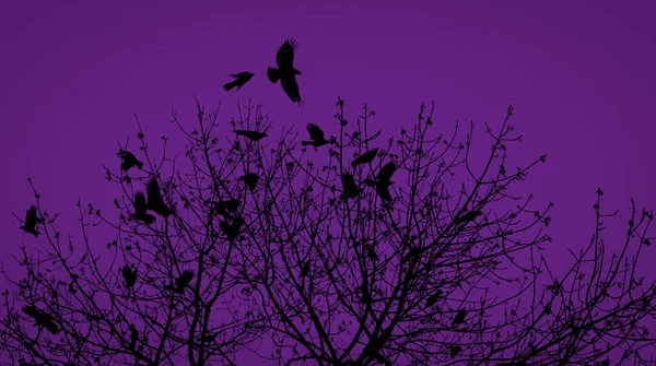 Silhouette Crow Tree — Stock Photo, Image