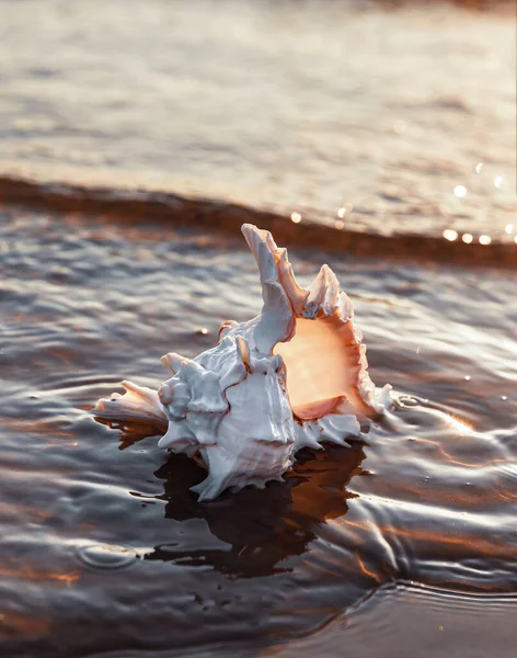 Sea Shell Ligt Aan Het Zandstrand — Stockfoto