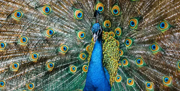 カラフルな尾を示す熱帯孔雀の鳥 — ストック写真