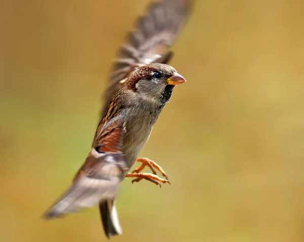 可爱的麻雀 大自然中的鸟 — 图库照片
