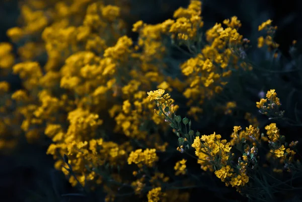 Kleine Gelbe Blüten Von Aurinia Saxatilis Frühling — Stockfoto