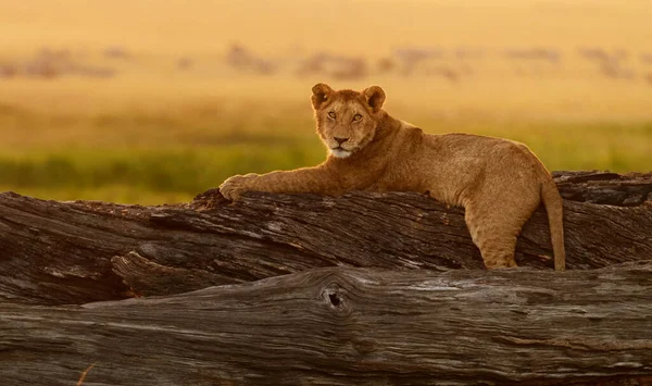 ケニアのライオン肖像画野生の自然 — ストック写真