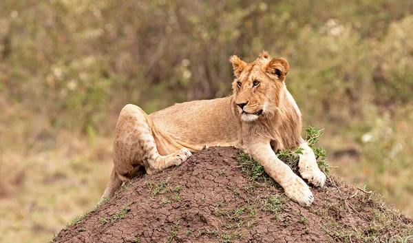 Portrait Lion Nature Sauvage Kenya — Photo