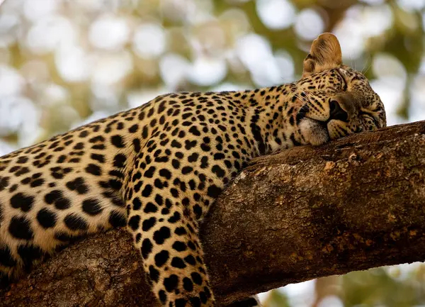 Leo Portrait Wild Nature Kenya — Stock Photo, Image