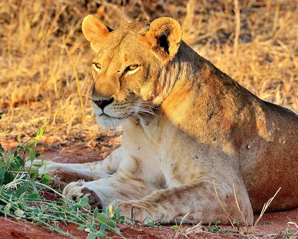 León Retrato Naturaleza Salvaje Kenia — Foto de Stock