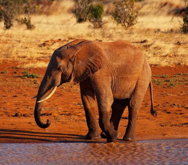 Elefante Africano Kenya — Foto Stock