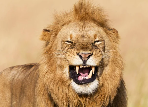 Lion Portrait Wild Nature Kenya — Stock Photo, Image