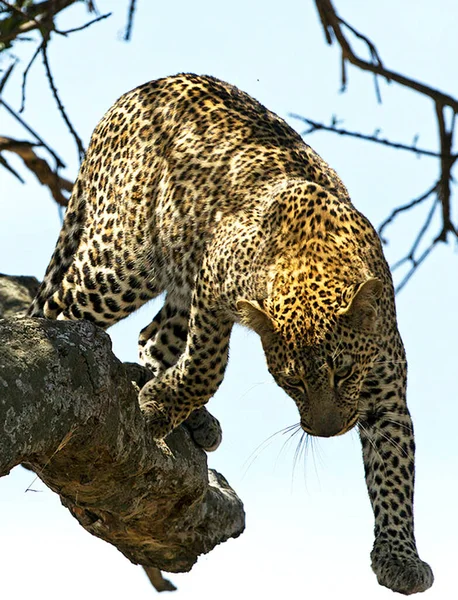Leo Portrait Wild Nature Kenya — Stock Photo, Image