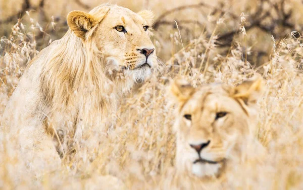Lejonporträtt Vild Natur Kenya — Stockfoto